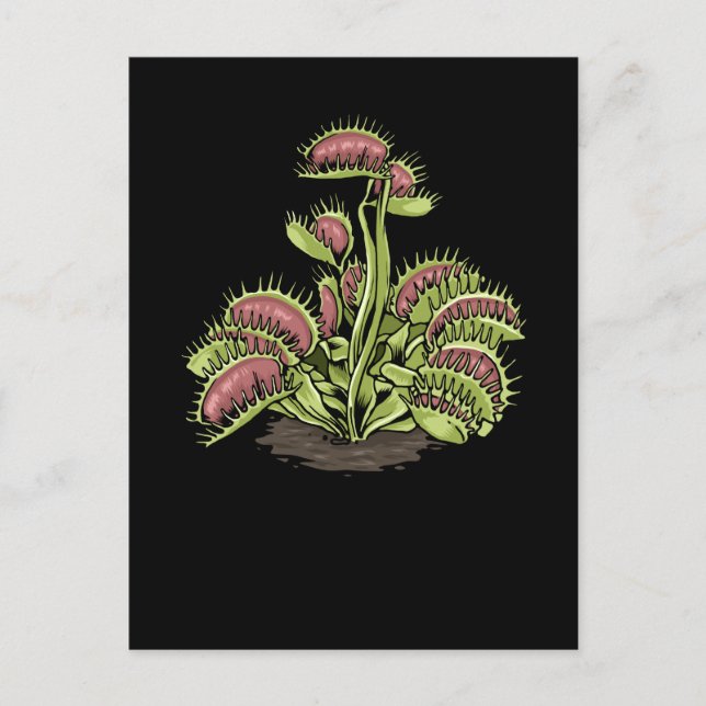 Venus Fly Trap Plant Carnivorous Plant Venus Fly Postcard (Front)