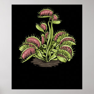 Venus Fly Trap Plant Carnivorous Plant Venus Fly Poster