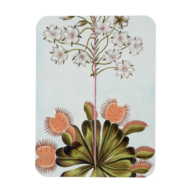 Venus Fly-trap, plate 84, from 'Collection Precieu Magnet (Vertical)