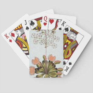 Venus Fly-trap, plate 84, from 'Collection Precieu Playing Cards