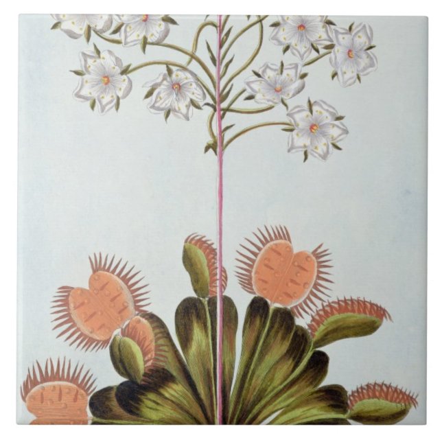 Venus Fly-trap, plate 84, from 'Collection Precieu Tile (Front)