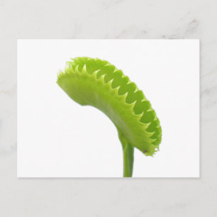 Venus Fly Trap Postcard