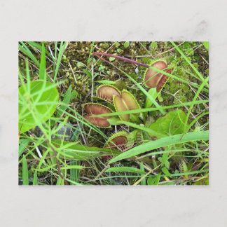 Venus Fly Traps Postcard