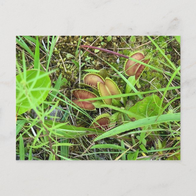 Venus Fly Traps Postcard (Front)
