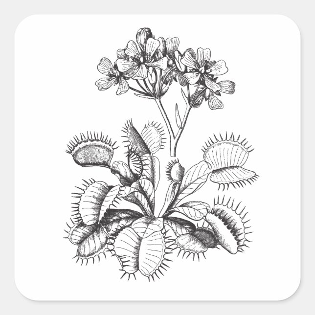 Venus Flytrap Vintage Art Sticker (Front)