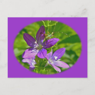 Venus Looking Glass Wildflower Floral Postcard