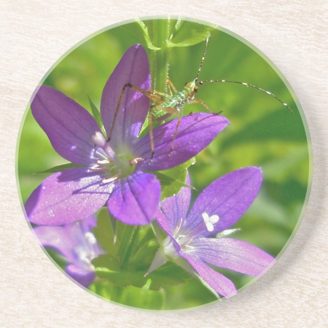 Venus Looking Glass Wildflower & Grasshopper Coaster (Front)