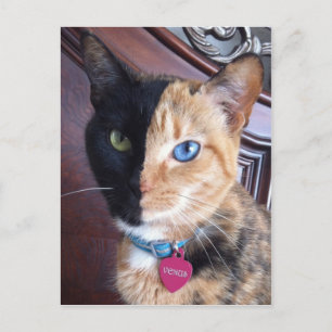 Venus portrait cards