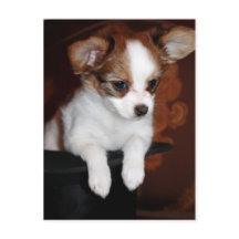 Venus puppy