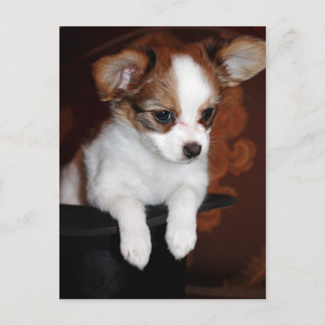 Venus puppy postcard (Front)