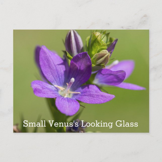 Venus's Looking Glass Purple Wildflower Postcard (Front)