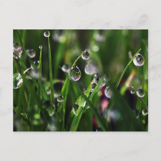 veranda rice nursery postcard