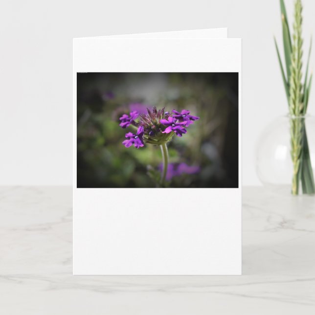 Verbena, card (Front)