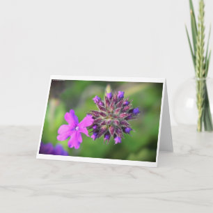 Verbena, card