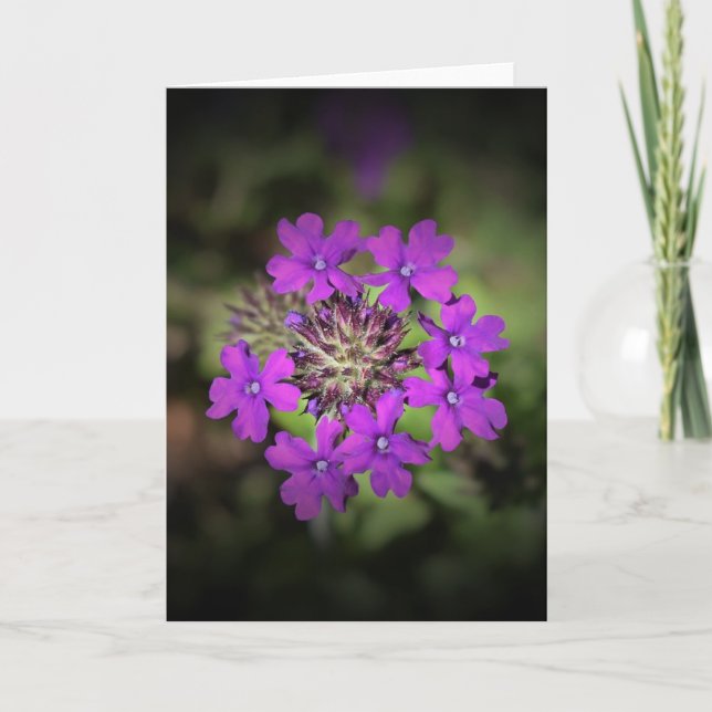Verbena, card (Front)