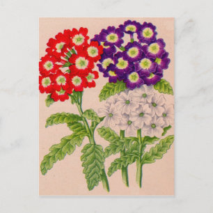verbena flowers in red and purple postcard