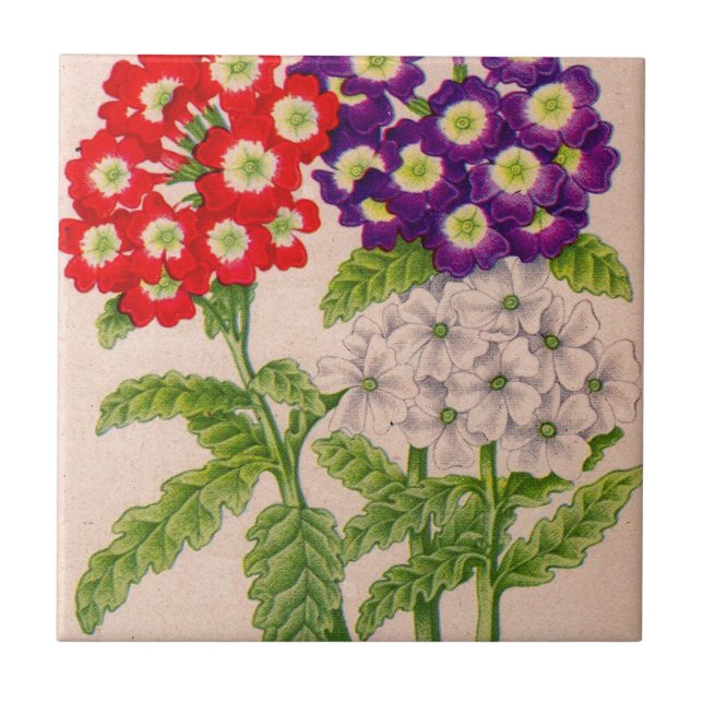 verbena flowers in red and purple tile (Front)