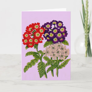 verbena flowers print card