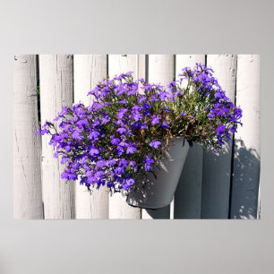 Verbena Plant Poster