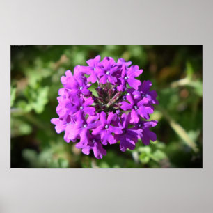 Verbena, poster