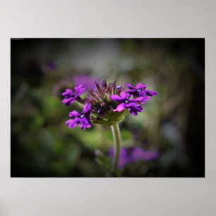 Verbena, poster