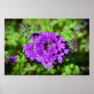 Verbena, poster