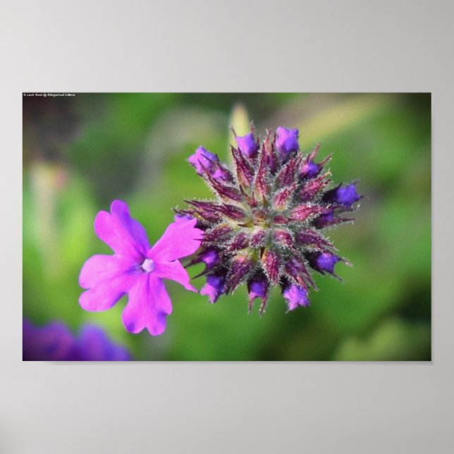 Verbena,  poster (Front)