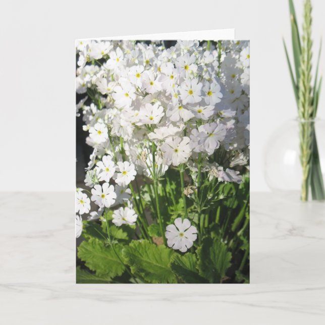 Verbena - white spring flowers card (Front)