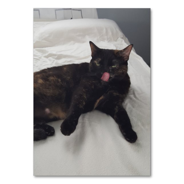 Verbs laying licking cat reading flashcards adults table number (Front)