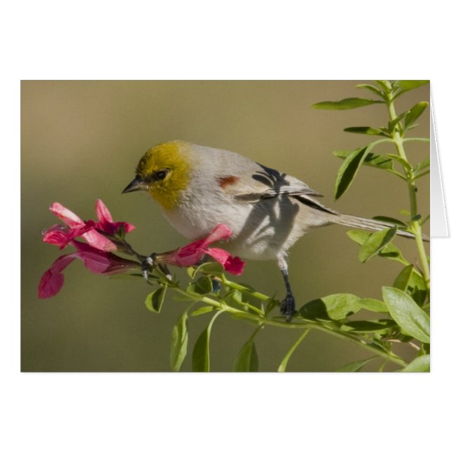 Verdin (Front Horizontal)