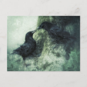 Verliebte Krähen Raben Vögel  Postcard