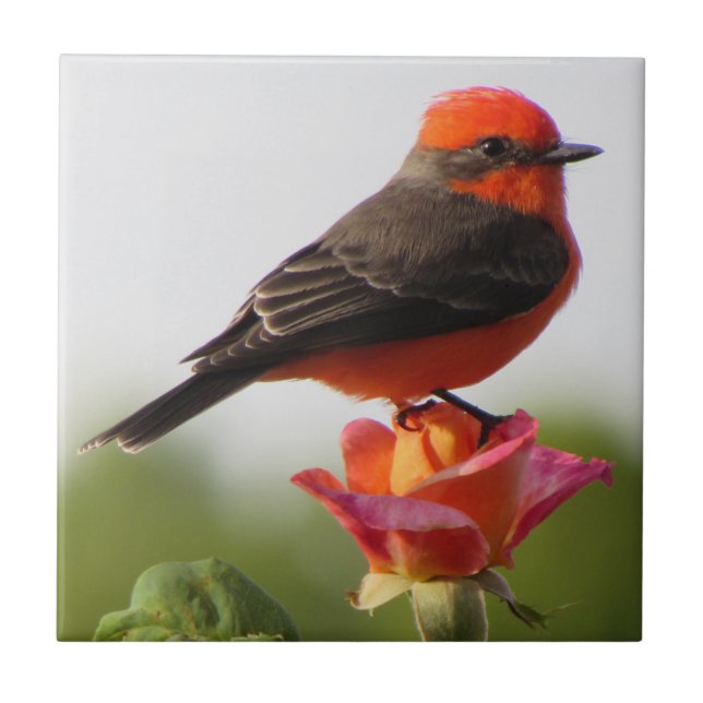 Vermilion Flycatcher on Rose Tile (Front)