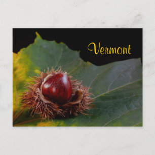 Vermont, Autumn Leaf With Nut Postcard