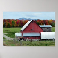 Vermont Dairy Cows at the Red Barn