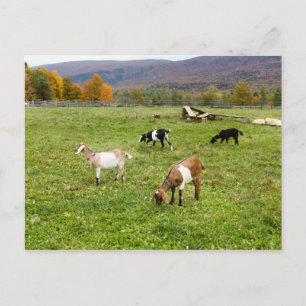 Vermont Goats Postcard