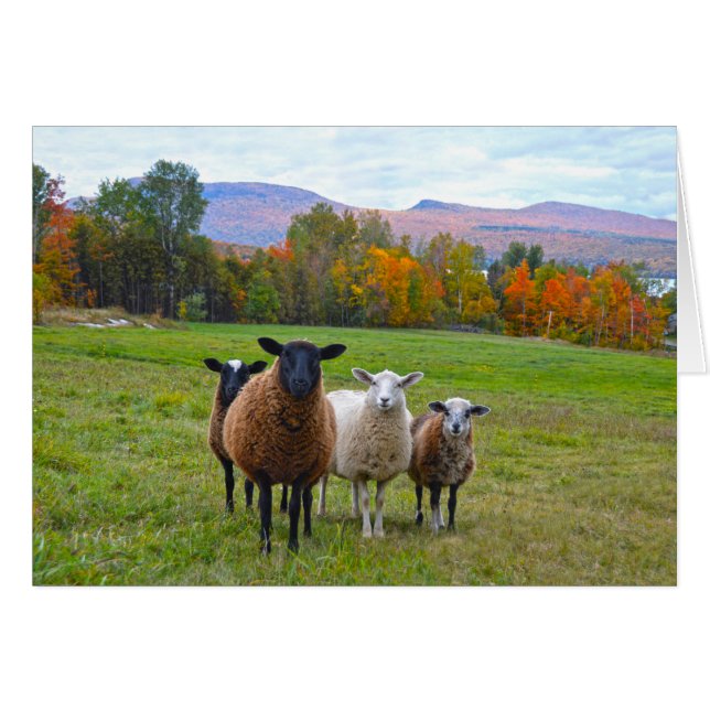 Vermont Sheep in Autumn (Front Horizontal)