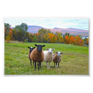 Vermont Sheep in Autumn Photo Print