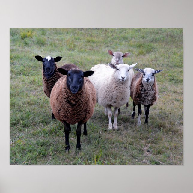 Vermont sheep Welcoming Committee Poster (Front)
