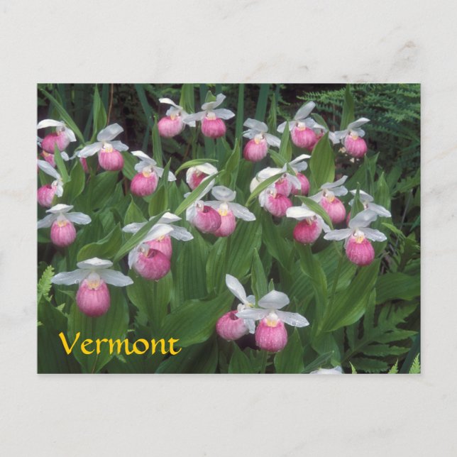 Vermont Showy Lady's Slipper Colony Postcard (Front)