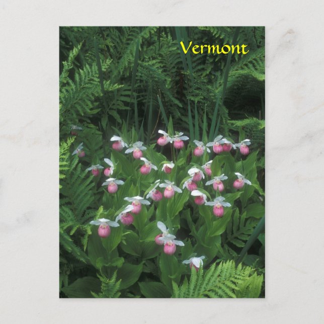 Vermont Showy Lady's Slippers in Ferns Postcard (Front)