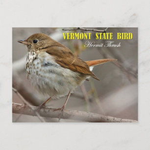 Vermont State Bird: Hermit Thrush Postcard