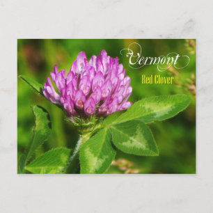 Vermont State Flower: Red Clover Postcard