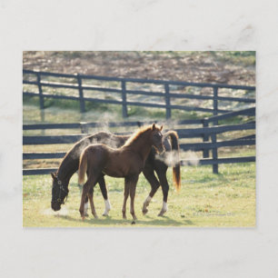 Vermont, USA Postcard