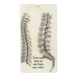 Vertebrae Drawing