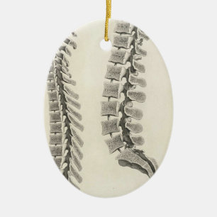 Vertebrae Drawing Ceramic Tree Decoration
