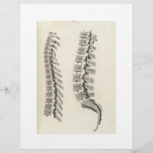 Vertebrae Drawing Flyer