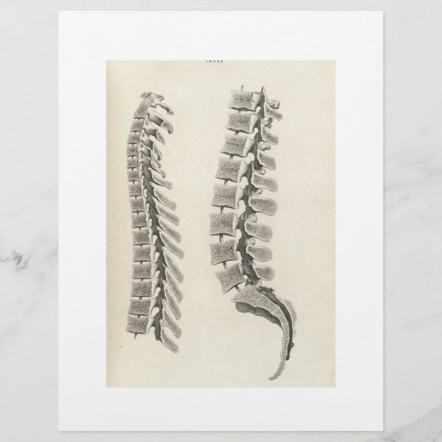 Vertebrae Drawing Flyer (Front)