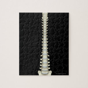 Vertebral Column 2 Jigsaw Puzzle