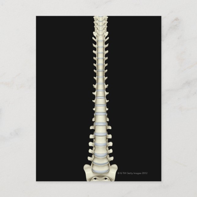 Vertebral Column 2 Postcard (Front)