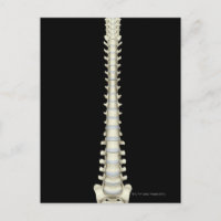 Vertebral Column 2